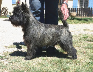 LOUSTIC