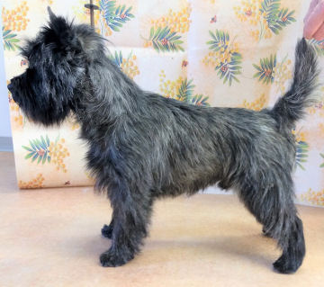 LOUSTIC