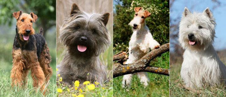 Nos races de terriers
