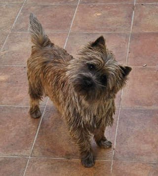 VUITTON du Harpouy d'Auzan